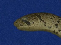 Taiwan Leopard Snake Collection Image, Figure 4, Total 10 Figures